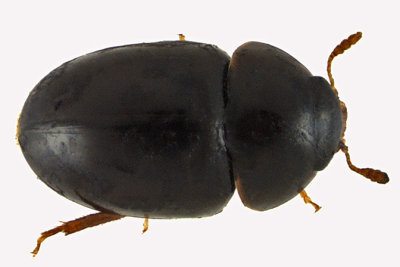 Shining Flower Beetle - Acylomus pugetanus2 1 m12 