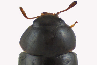 Shining Flower Beetle - Acylomus pugetanus2 2 m12 