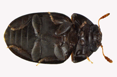 Shining Flower Beetle - Acylomus pugetanus2 3 m12 