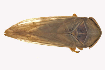 Leafhopper - Macropsis sp1 m15