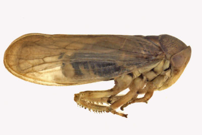 Leafhopper - Macropsis sp2 m15 