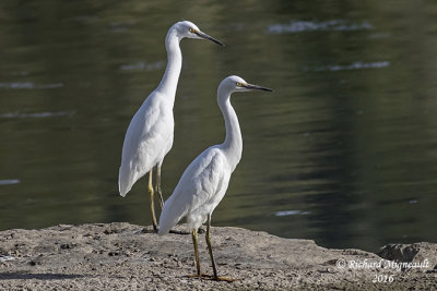 Aigrette neigeuse - Snowy egret 2 m16