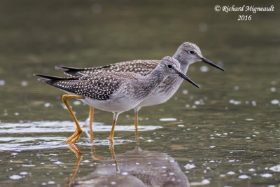 Petit Chevalier - Lesser Yellowlegs 4 m16
