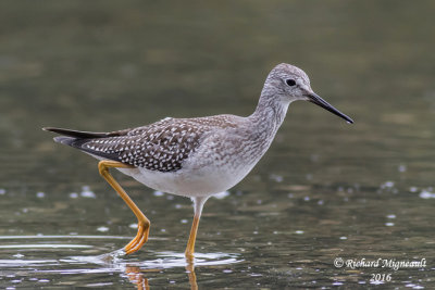 Petit Chevalier - Lesser Yellowlegs 5 m16