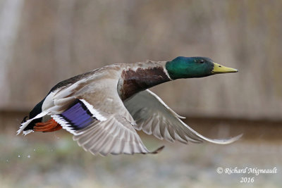 Canard colvert - Mallard 5 m16