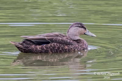 Canard noir - American Black Duck 2 m16