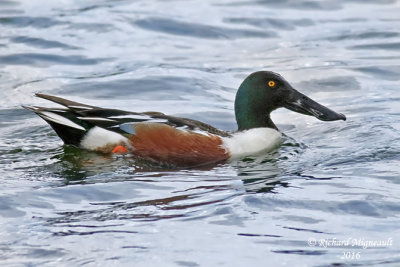 Canard souchet - Northern Shoveler 5 m16