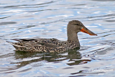 Canard souchet - Northern Shoveler 6 femelle m16