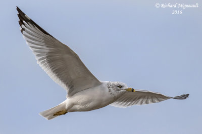 Goland  bec cercl - Ring-billed Gull 6 m16