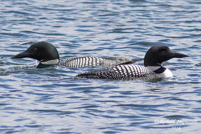 Plongeon huard - Common Loon 4 m16