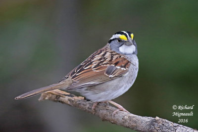 Bruant à gorge blanche - White-throated Sparrow 3 m16