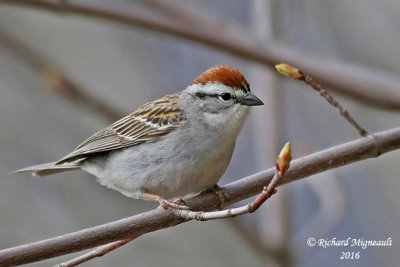Bruant familier - Chipping Sparrow m16