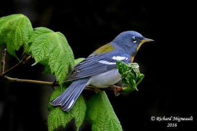 Paruline à collier - Northern Parula 3 m16