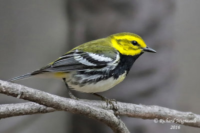 Paruline à gorge noire - Black-throated Green Warbler 4 m16