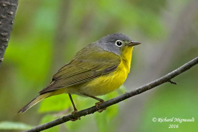 Paruline à joues grises - Nashville Warbler 3 m16