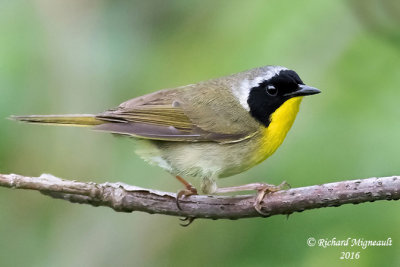 Paruline masquée - Common Yellowthroat 3 m16
