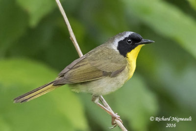 Paruline masquée - Common Yellowthroat 4 m16