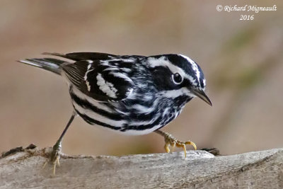 Paruline noire et blanche - Black-and-white Warbler 2 m16