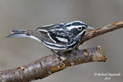 Paruline noire et blanche - Black-and-white Warbler 3 m16