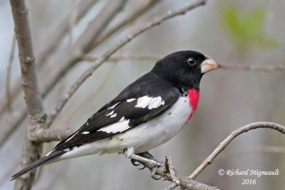 Cardinal à poitrine rose - Rose-breasted Grosbeak 3 m16