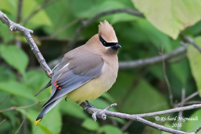 Jaseur d’Amérique - Cedar Waxwing 2 m16