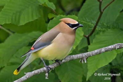 Jaseur d’Amérique - Cedar Waxwing 3 m16
