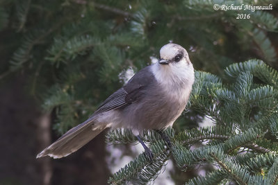 Mésangeai du Canada - Canada Jay 1 m16