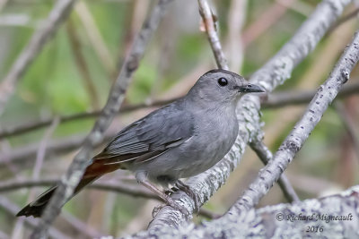 Moqueur chat - Gray Catbird 3 m16