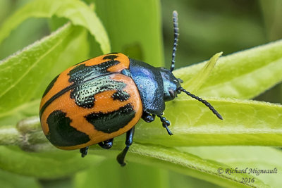 Leaf beetle - Labidomera clivicollis - Swamp Milkweed Leaf Beetle 1 m16