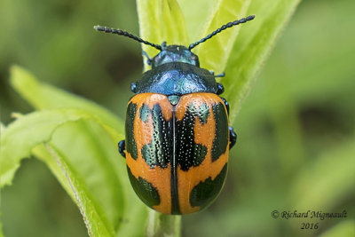 Leaf beetle - Labidomera clivicollis - Swamp Milkweed Leaf Beetle 2 m16