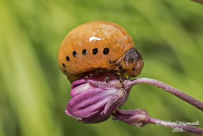 Leaf beetle - Labidomera clivicollis - Swamp Milkweed Leaf Beetle larva m16