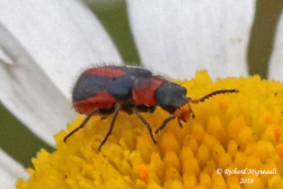 Soft-winged Flower Beetle - Collops vittatus m16