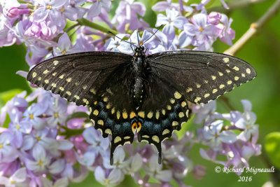 4159 - Black Swallowtail - Papillon du céleri 1 m16