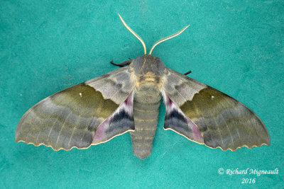 7828 - Big Poplar Sphinx Moth - Pachysphinx modesta 3 m16