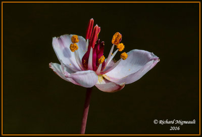 Butome  Ombelle - Flowering Rush - Butomus umbellatus m16
