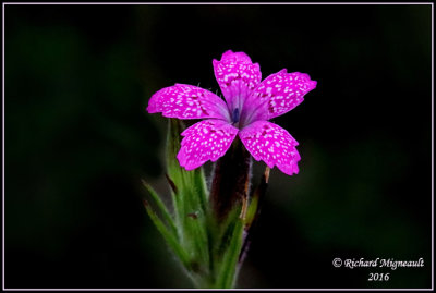 Oeillet armria - Deptford pink - Dianthus armeria m16