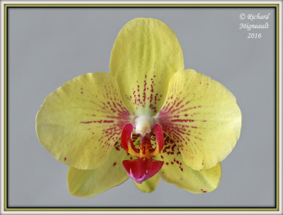 Orchidace de Marina m16