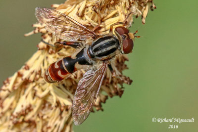 Syrphid Fly - Lejops subgenus Anasimyia m16