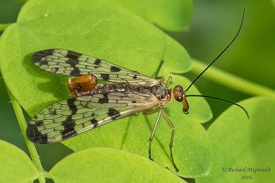 Common Scorpionfly - Panorpa helena m16