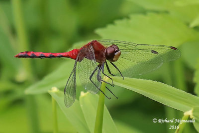 Skimmer - Sympetrum obtrusum - White-faced Meadowhawk 2 m16