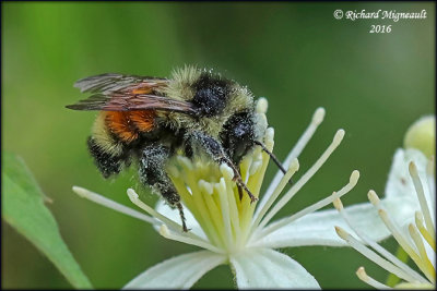 Bombus ternarius - Tricolored Bumble Bee  m16