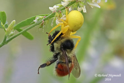 Goldenrod Crab Spider with a Tricolored Bumble Bee m16