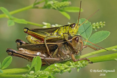 Two-Striped Grasshopper - Melanoplus bivittatus m16