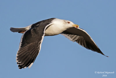 Goéland marin - Great Black-backed Gull 1 m16
