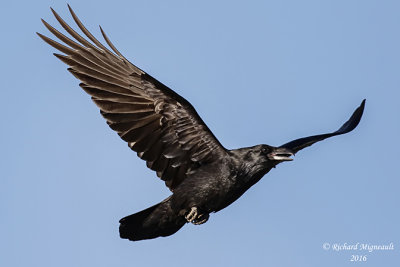 Grand Corbeau - Common Raven m16