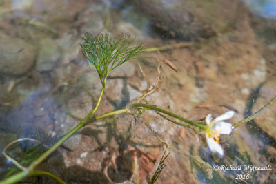 Renoncule capillaire - Hair-like water crowfoot - Ranunculus trichophylius 2 m16