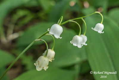 Muguet - Lily of the valley - Convallaria majalis 2 m16