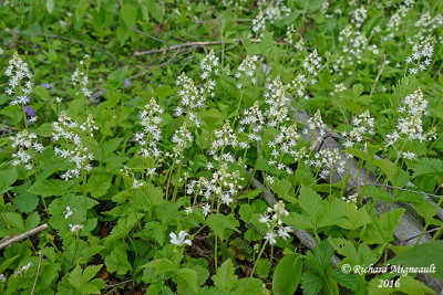 Tiarelle cordifolie - Foamflower - Tiarella cordifolia 2 m16