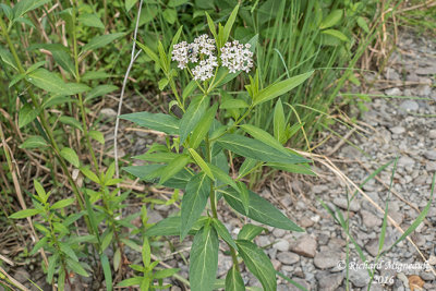 Asclpiade incarnate - Swamp Milkweed - Asclepias incarnata forme blanche 1 m16