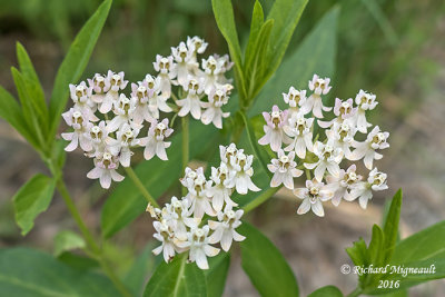 Asclpiade incarnate - Swamp Milkweed - Asclepias incarnata forme blanche 2 m16